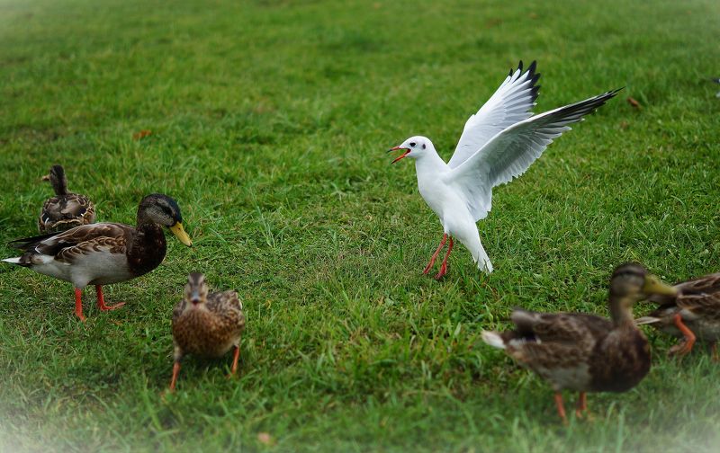 Танец фото превью