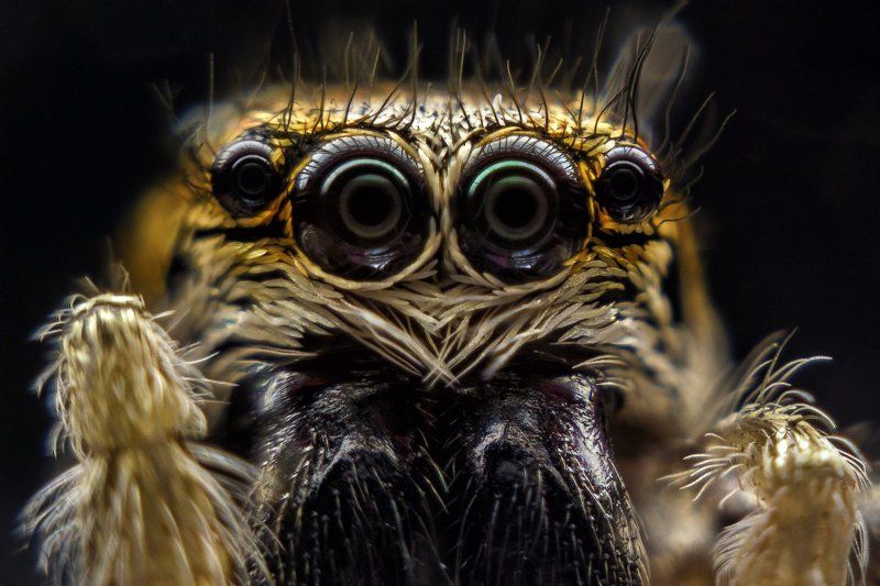 паук, скакун, багира киплинга, глаза, отражение, 4 Скакуны фото превью