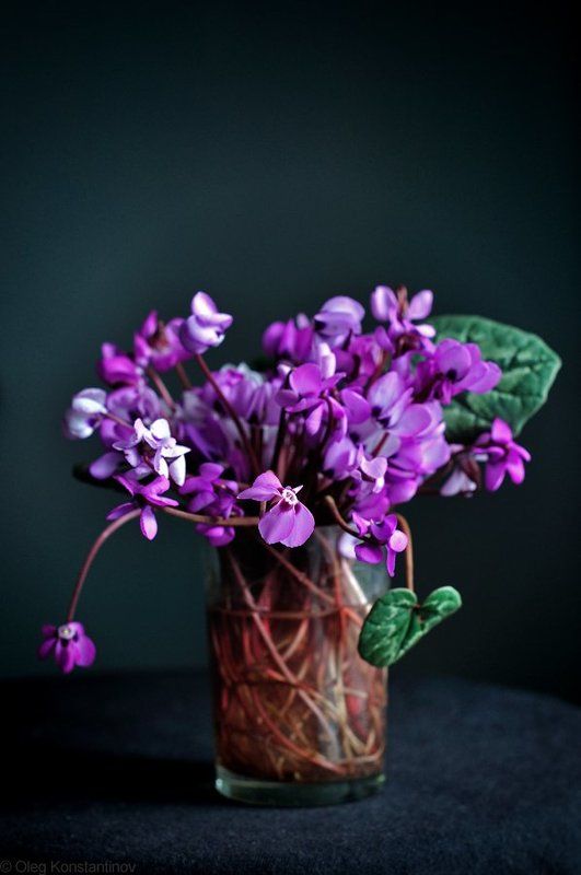 Flowers, Spring, Still life, Весна, Натюрморт, Первоцветы, Цикламен Spring Bouquet фото превью