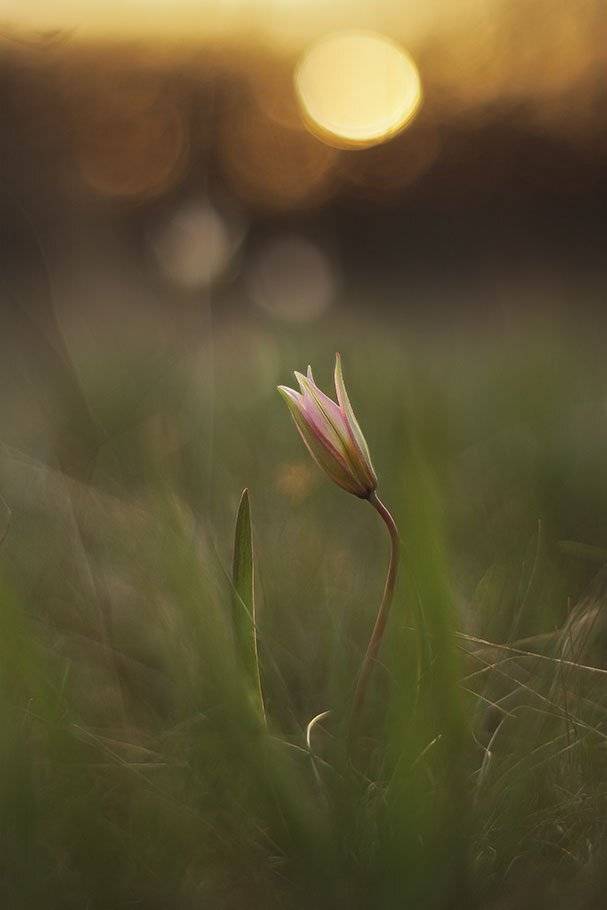 Закат, Солнце, Тюльпан, Тюльпан дубравный, Роман Рысь