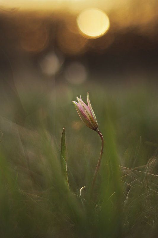 Вечерний флирт фото превью