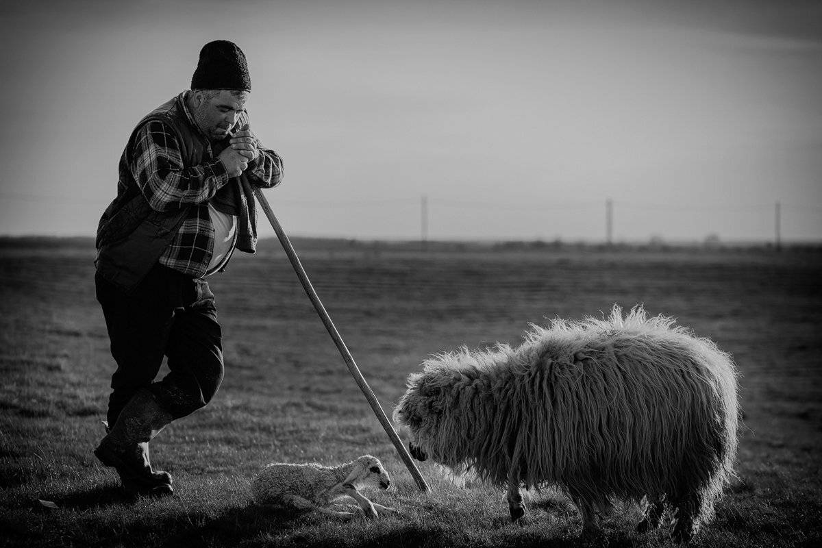 , Nicolae Fanurie Chirobocea