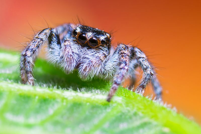 Jumping Spider фото превью