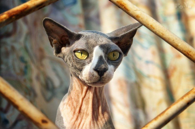 Моя прелесть ... фото превью