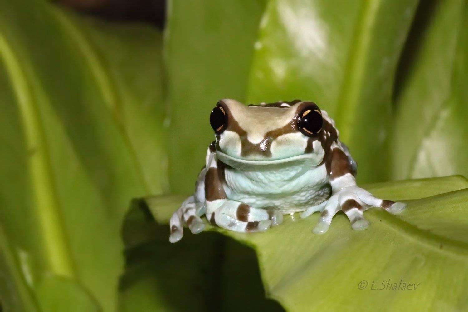 Amazon milk frog, Frog, Phrynohyas resinifictrix, Амфибии, Жабовидная квакша, Квакша, Лягушка, Евгений
