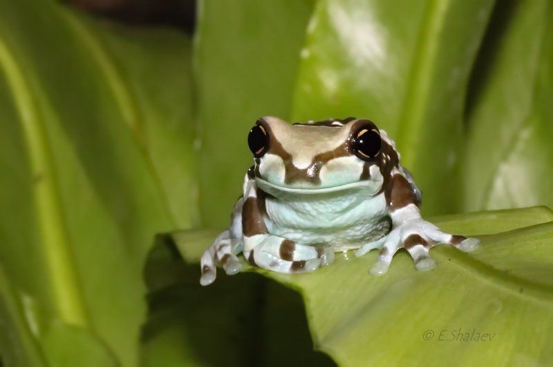 Amazon milk frog, Frog, Phrynohyas resinifictrix, Амфибии, Жабовидная квакша, Квакша, Лягушка Жабовидная квакша - Phrynohyas resinifictrix фото превью