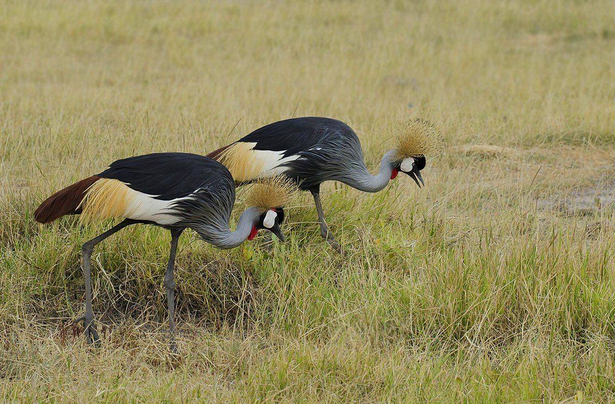 Птицы, сафари, Кения, Марина Мудрова