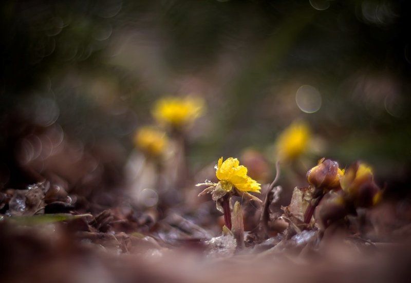 Ранние птахи... фото превью