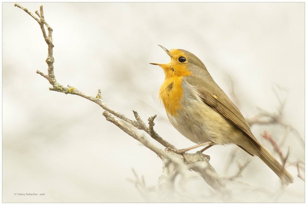 , Валерий Субачев