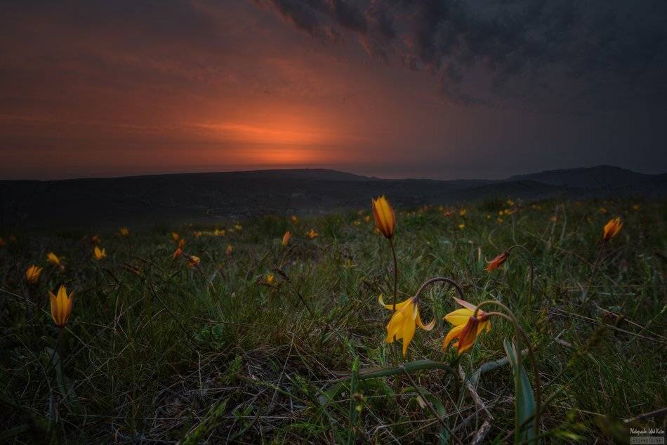 , Victor Lebed