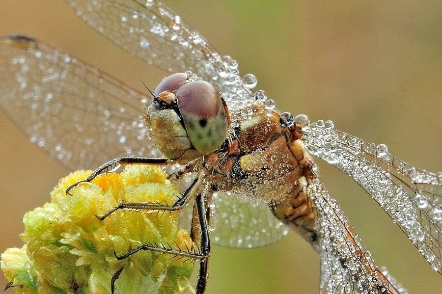makro, macro, insect,, Mariusz Oparski