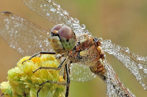 Sympetrum vulgatum