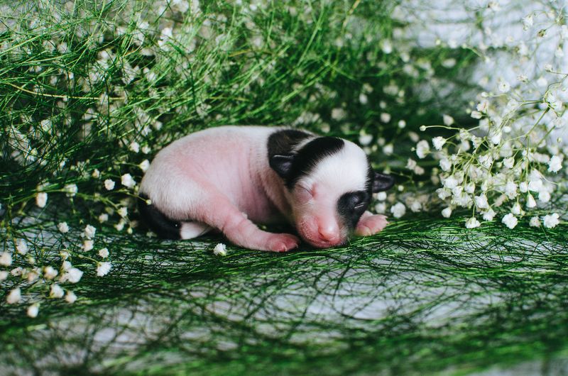 *** фото превью