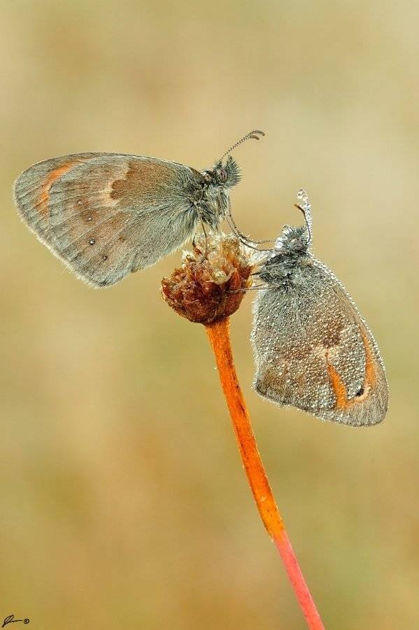 Butterfly, Insect, Macro, Makro, Nature, Mariusz Oparski