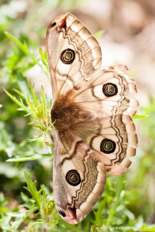 butterfly фото превью