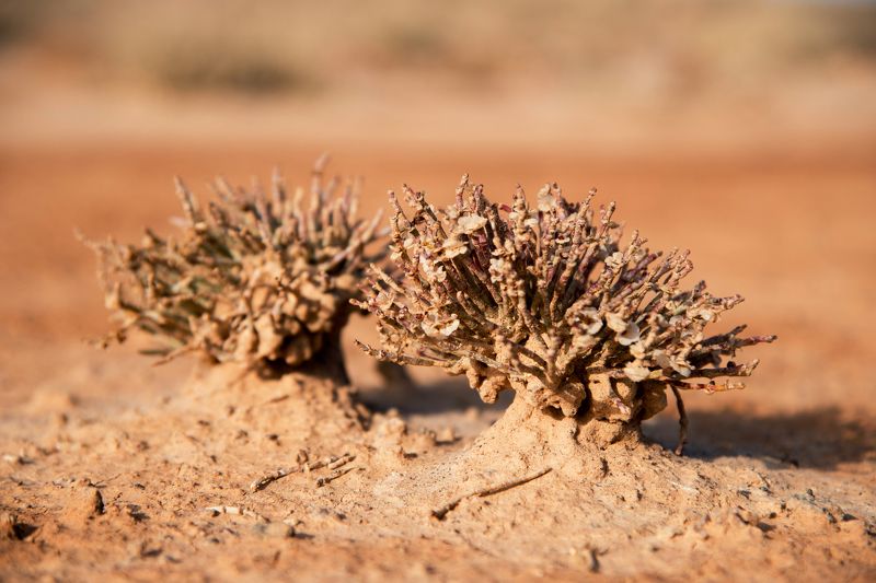 Казахстан. солянки. пустыня. Цветы пустыни. фото превью