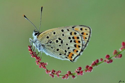 Lycaena tityrus