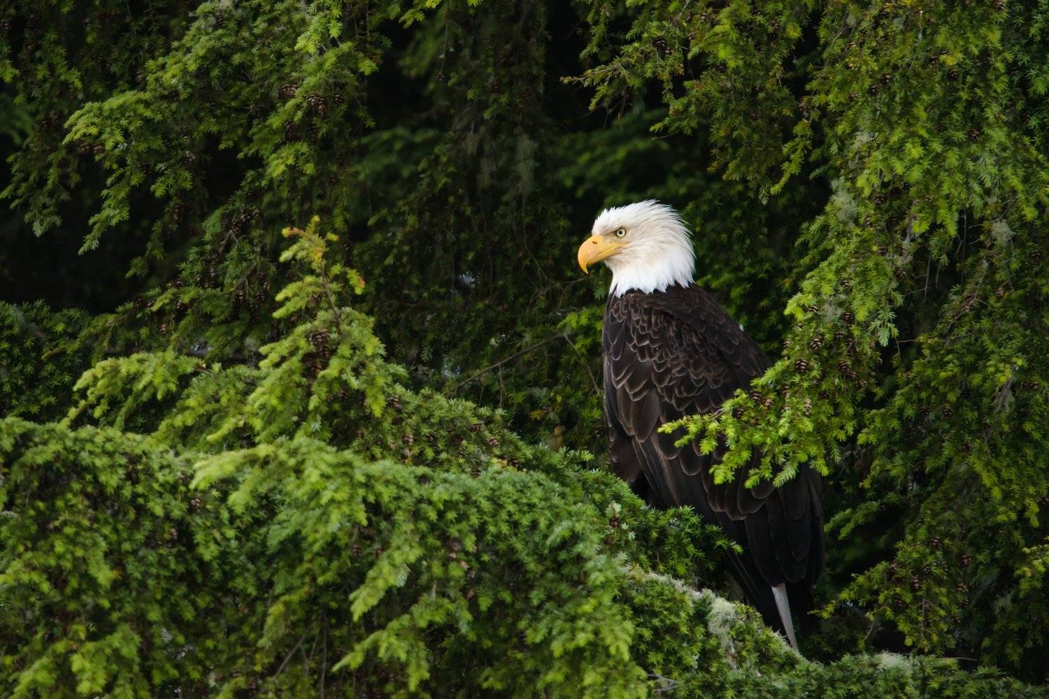 канада, британская колумбия, уклюлет, орел, птица, зелень, деревья, Денис Семенов
