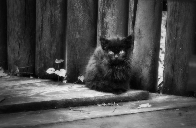 Изгой фото превью