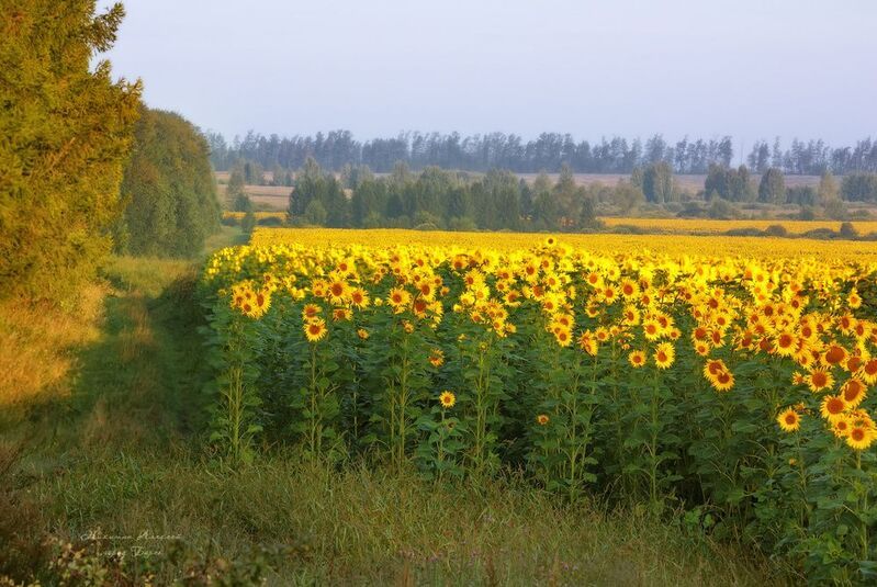 Утро на поле подсолнухов фото превью