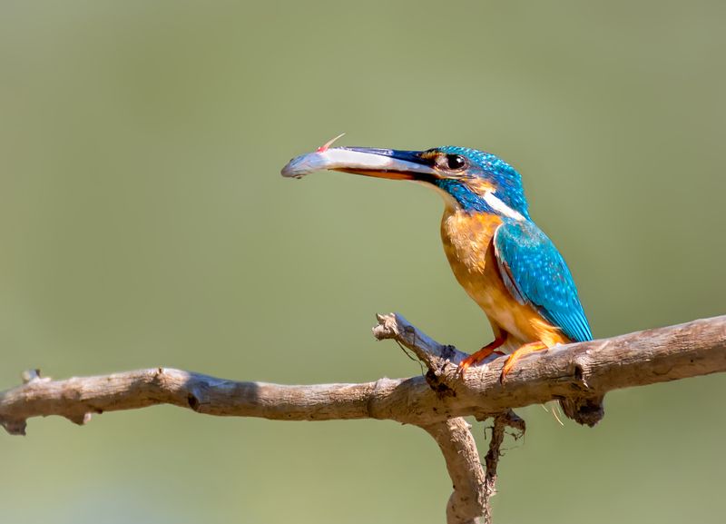 Рыбачок фото превью