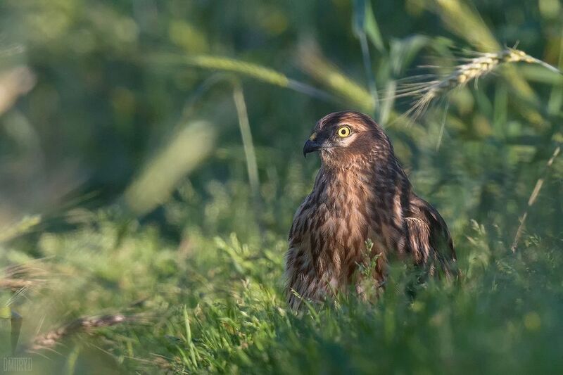 Луговой лунь фото превью