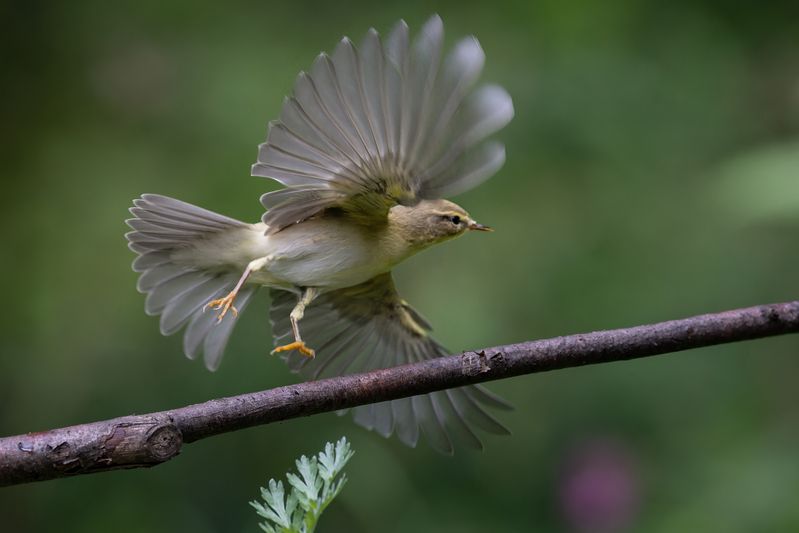 Пеночка фото превью