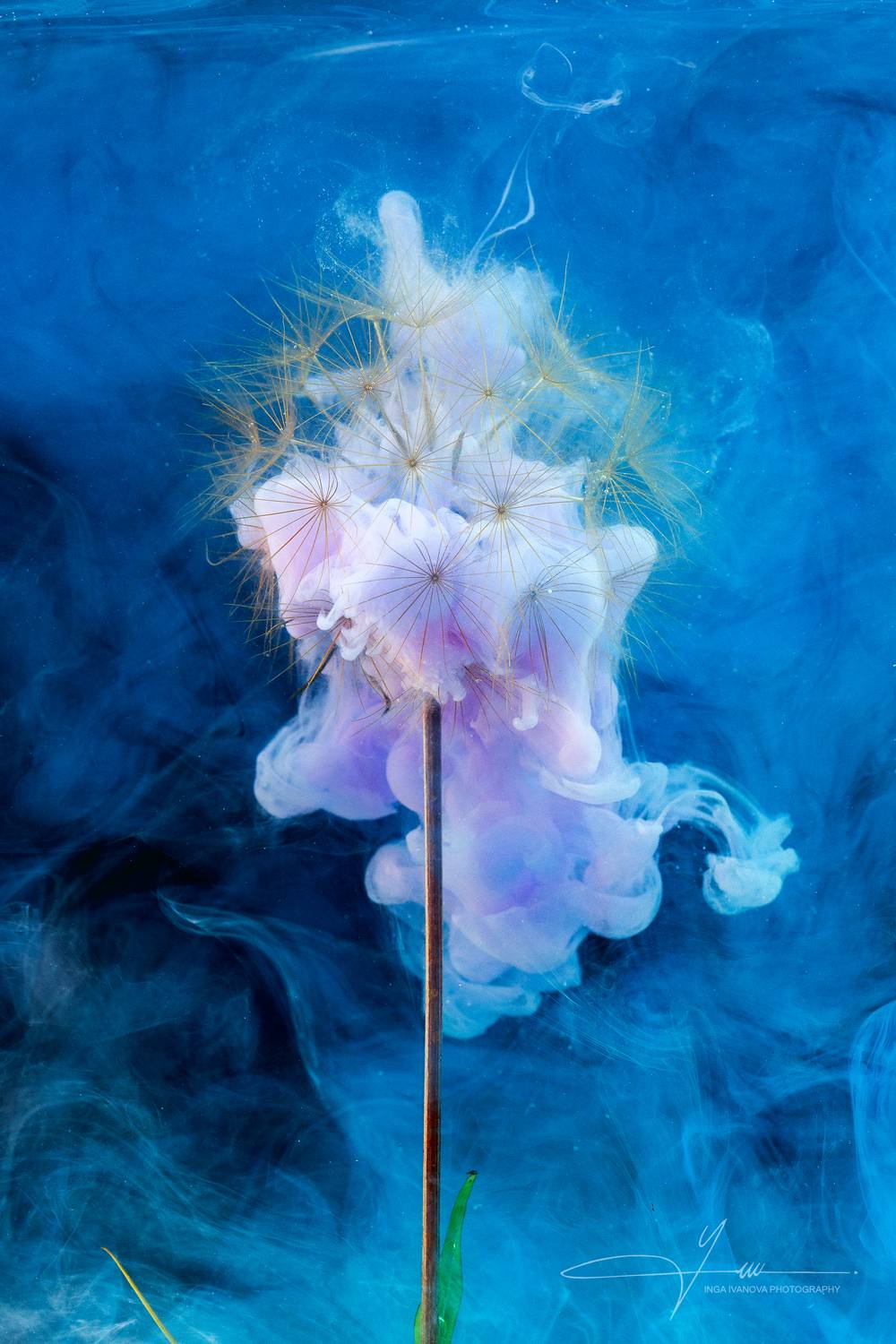 ,  Inga Ivanova APCA, EPCA, EPCA/B, P IAAP