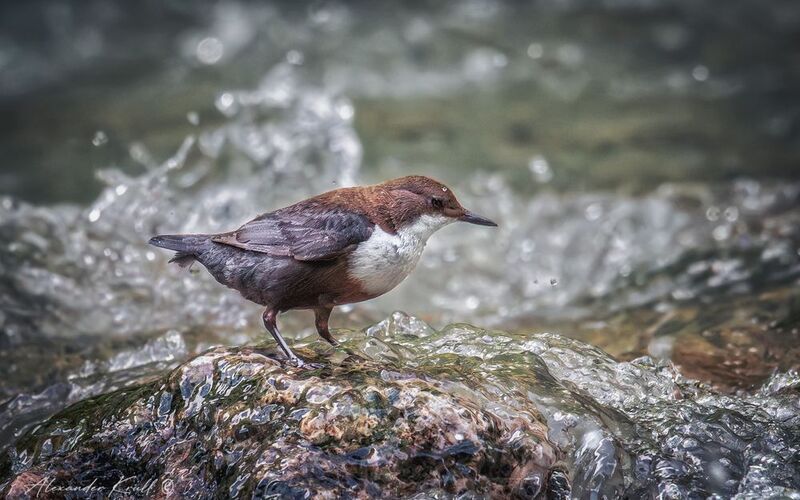 оляпка, обыкновенная оляпка, водяной воробей, cinclus cinclus Смелая фото превью