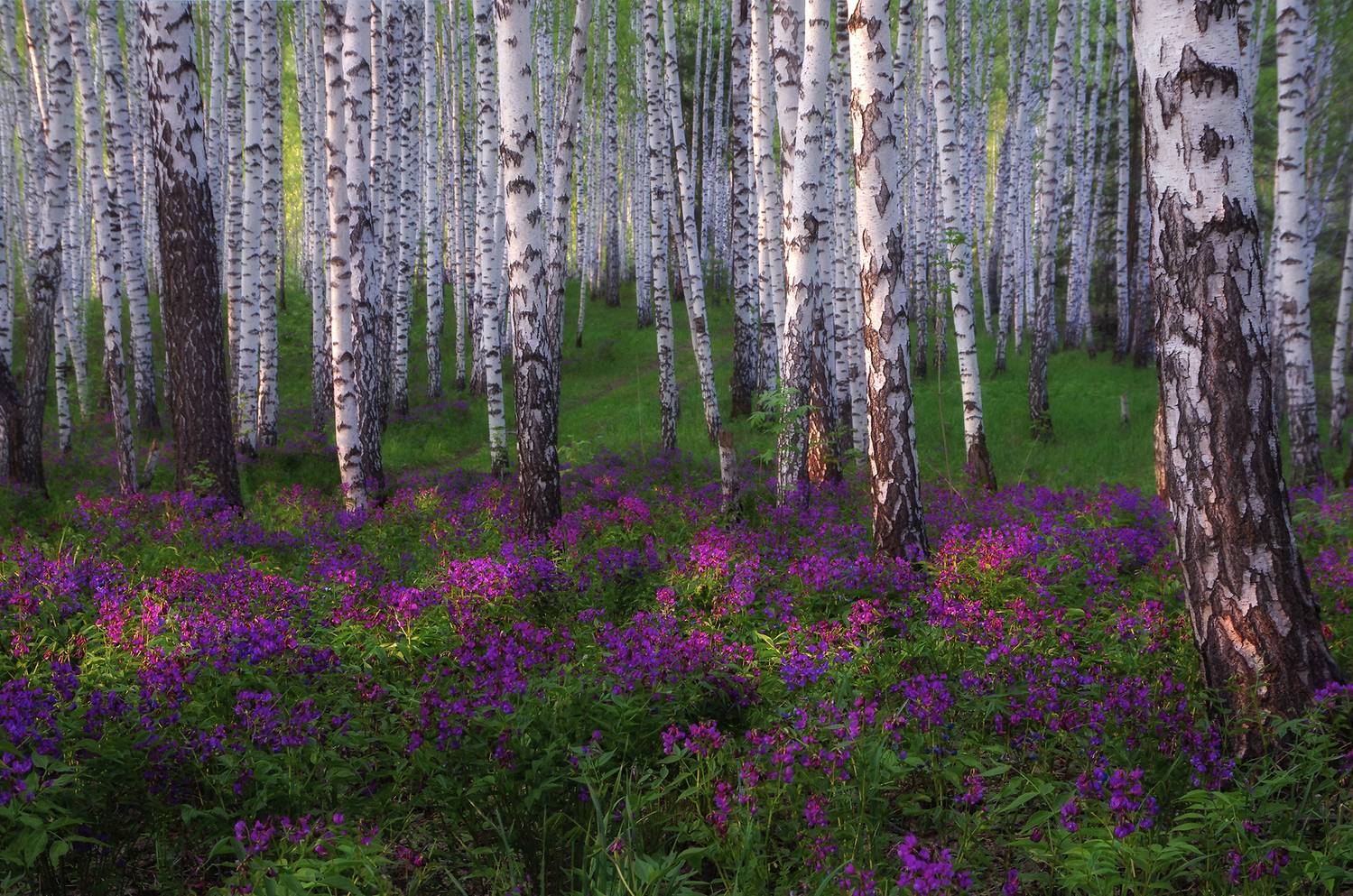 сибирь, лета, утро, рассвет, свет, солнце, природа, лес, берёзы, Чичкин Валерий