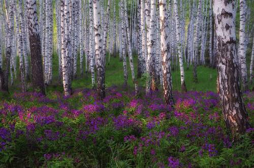 В берёзовом лесу