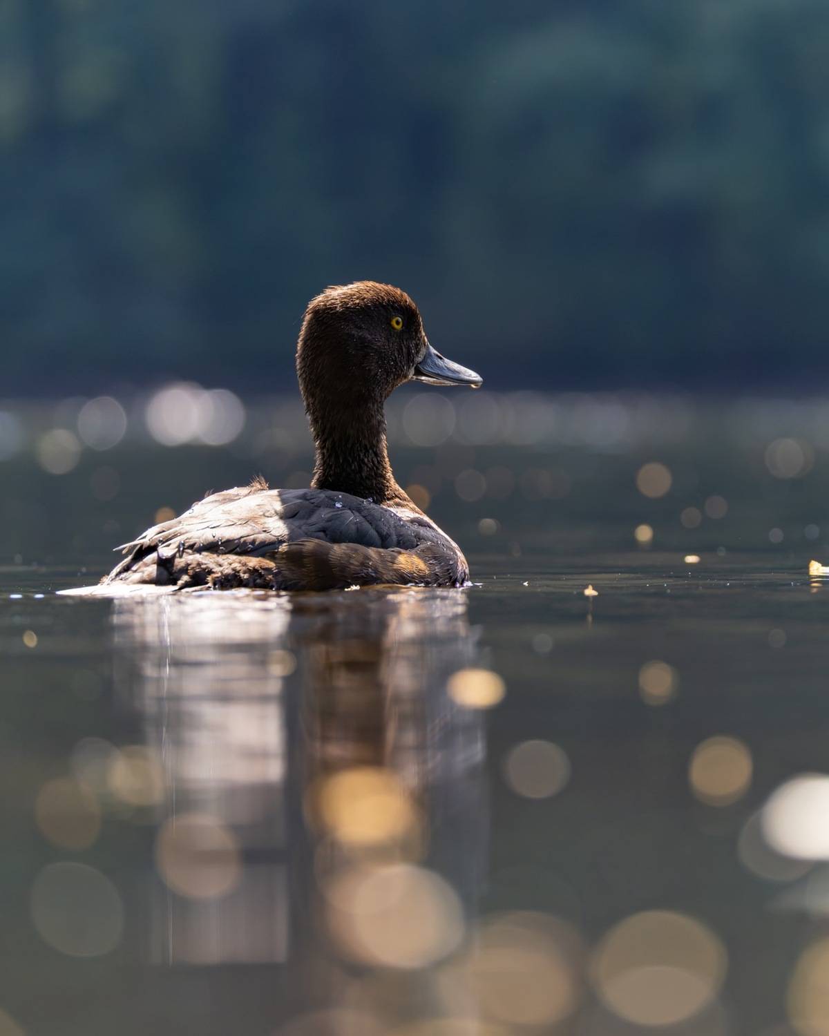 нырок, хохлатая чернеть, утка, птицы, Руслан Pl