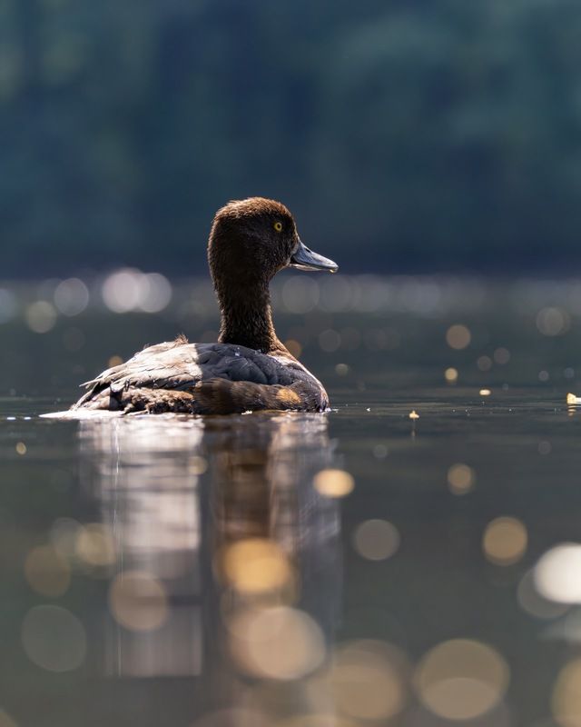 нырок, хохлатая чернеть, утка, птицы Летнее утро фото превью