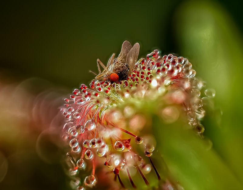 Росянка охотится продолжение... фото превью