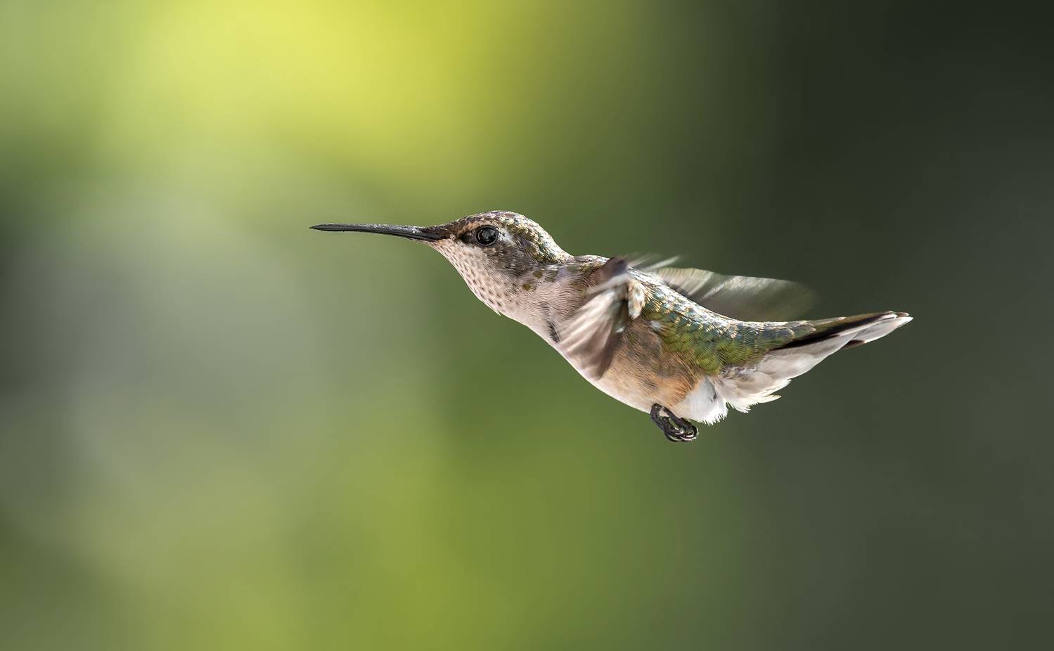 bird, humming, hummingbird, hummingbirds, hummer, rufous, nature, animals, wild, action, dynamic, Atul Saluja