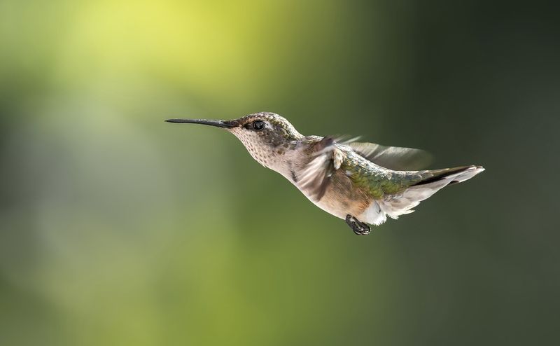 bird, humming, hummingbird, hummingbirds, hummer, rufous, nature, animals, wild, action, dynamic Levitating фото превью