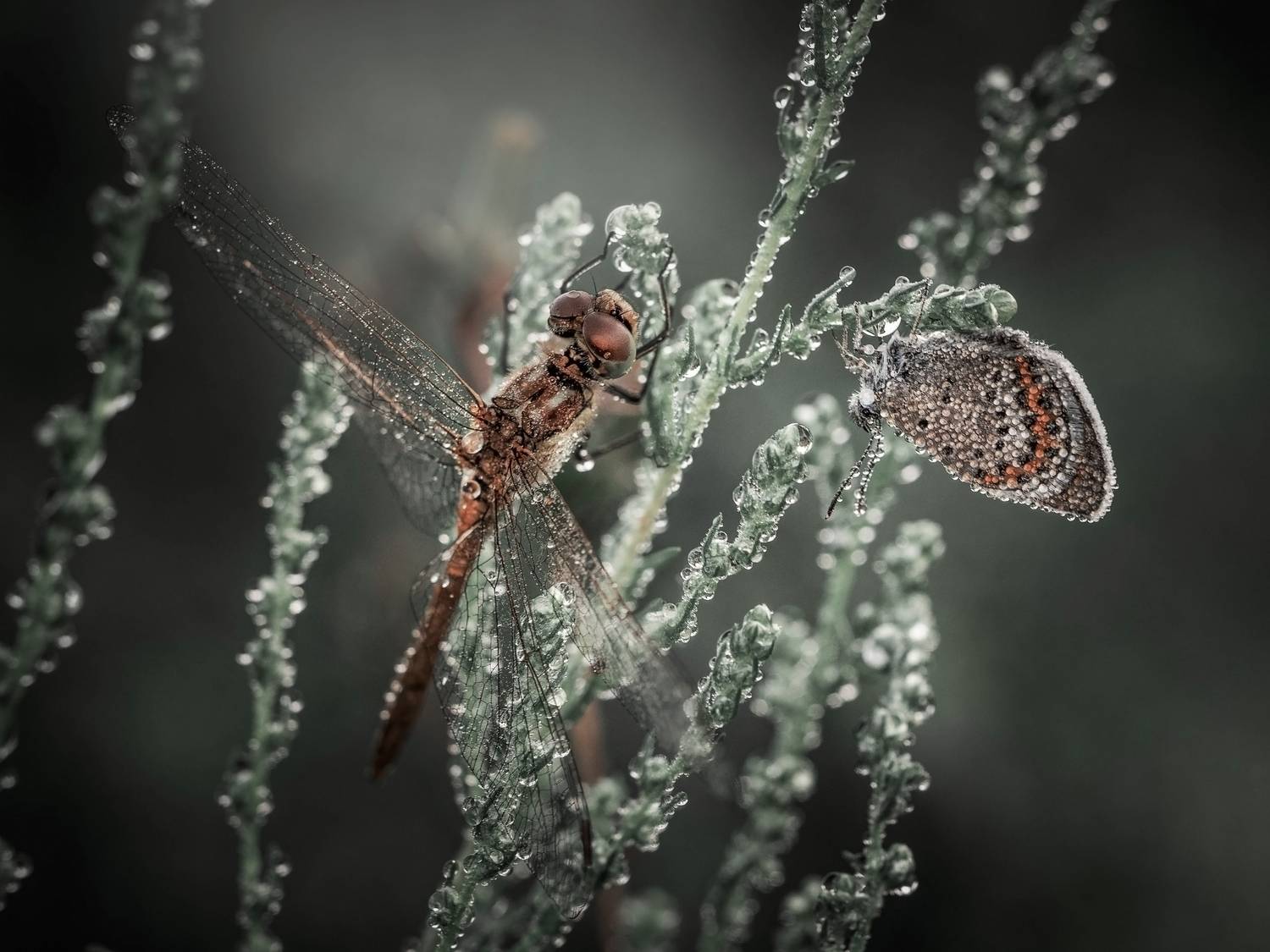 , Лапшина Владлена