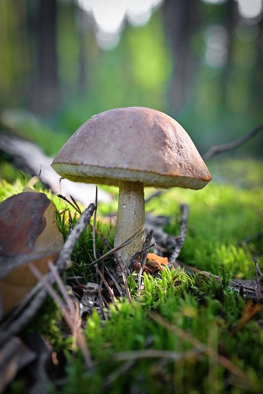 Подберёзовик фото превью