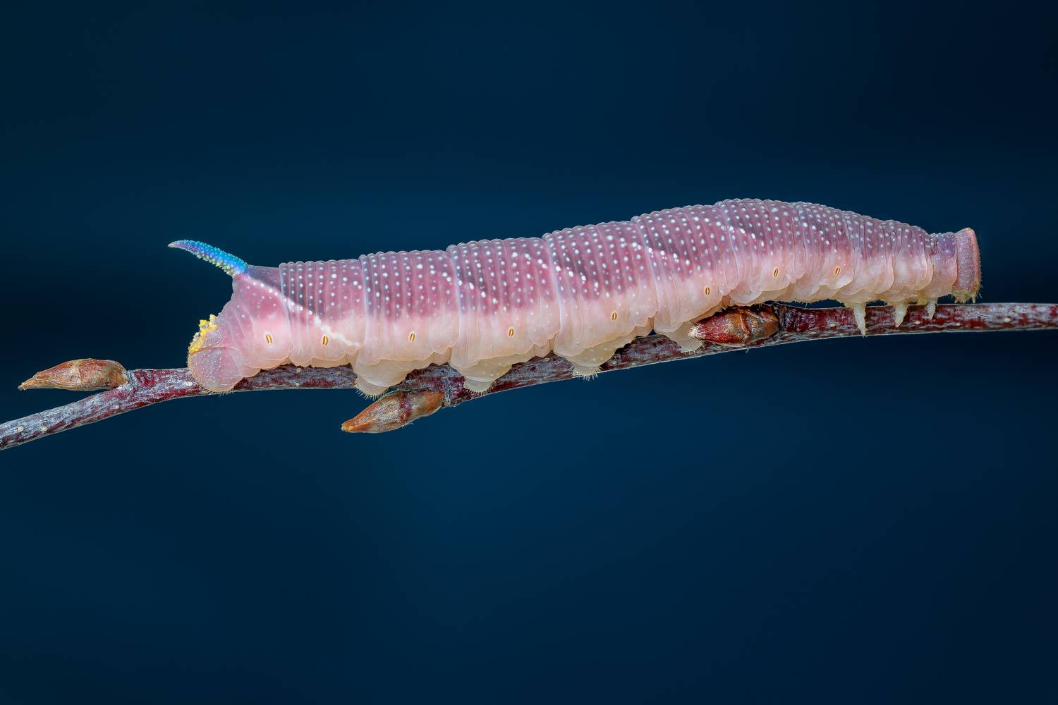 , Кузнецов Дмитрий