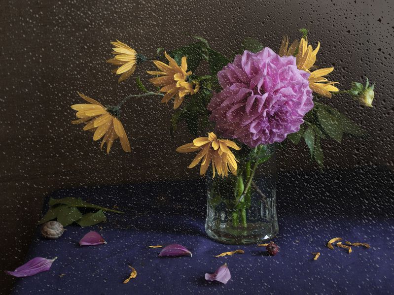 лето, георгин, дождь Дождливый август фото превью