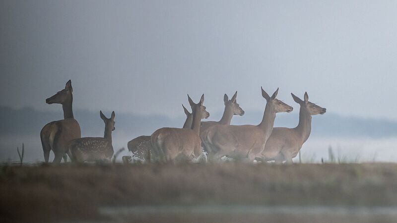 Łania фото превью