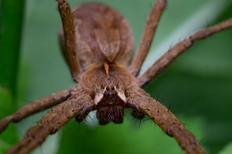 Pisaura mirabilis  фото превью