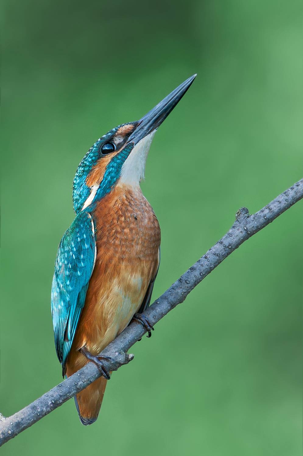 , Фото Александр