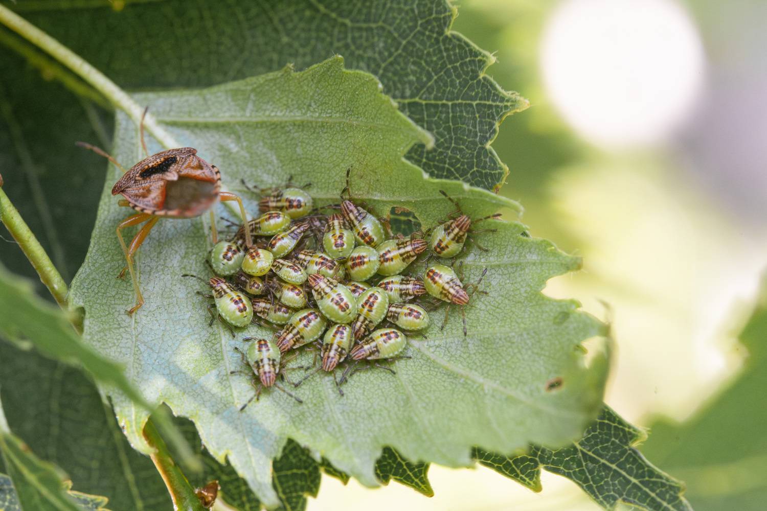 , Ольга Таланцева