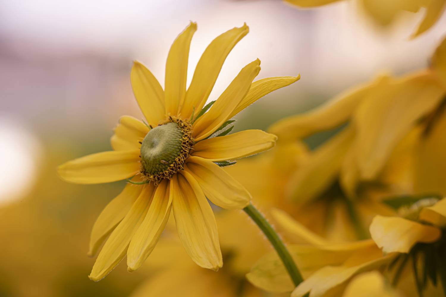 , Бурикова Екатерина