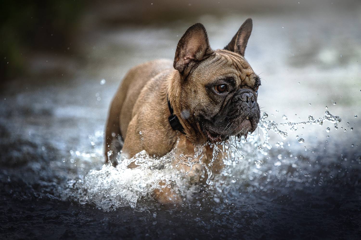 , Елена Самусенкова