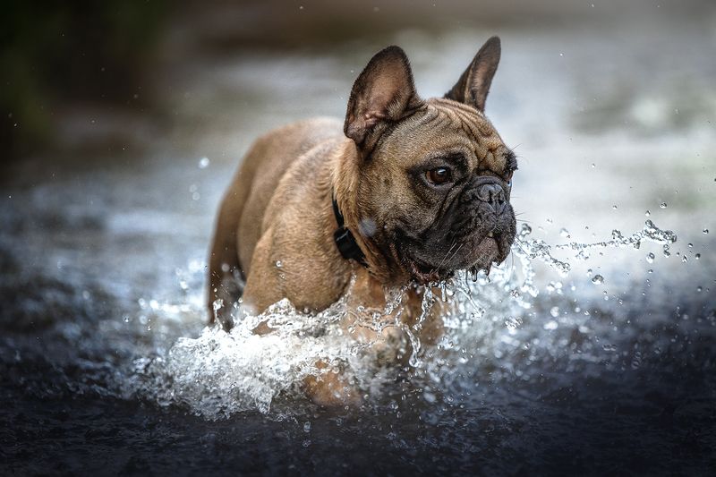 Нильс фото превью