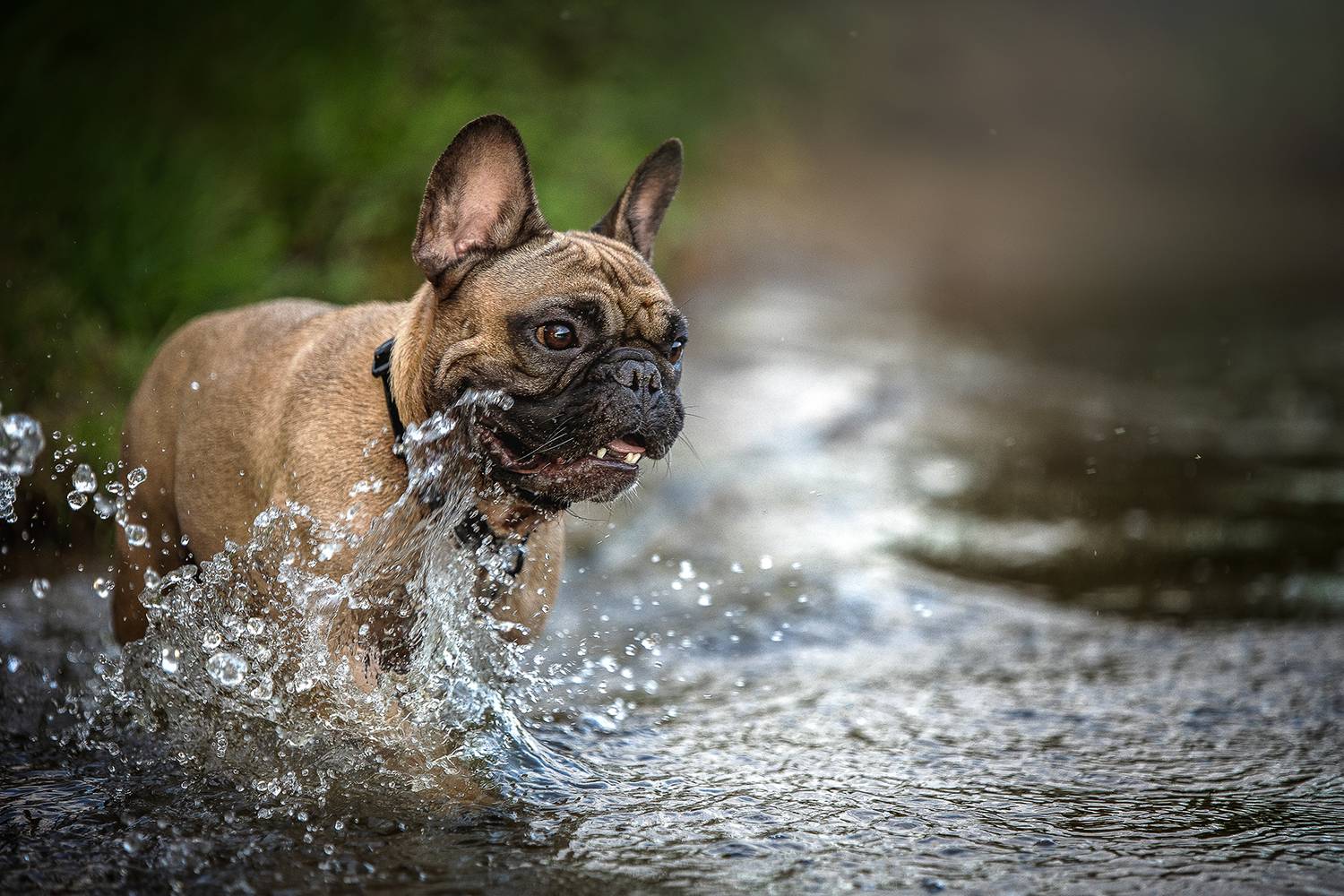 , Елена Самусенкова