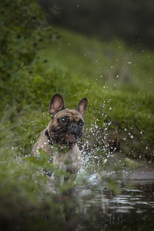 Нильс фото превью