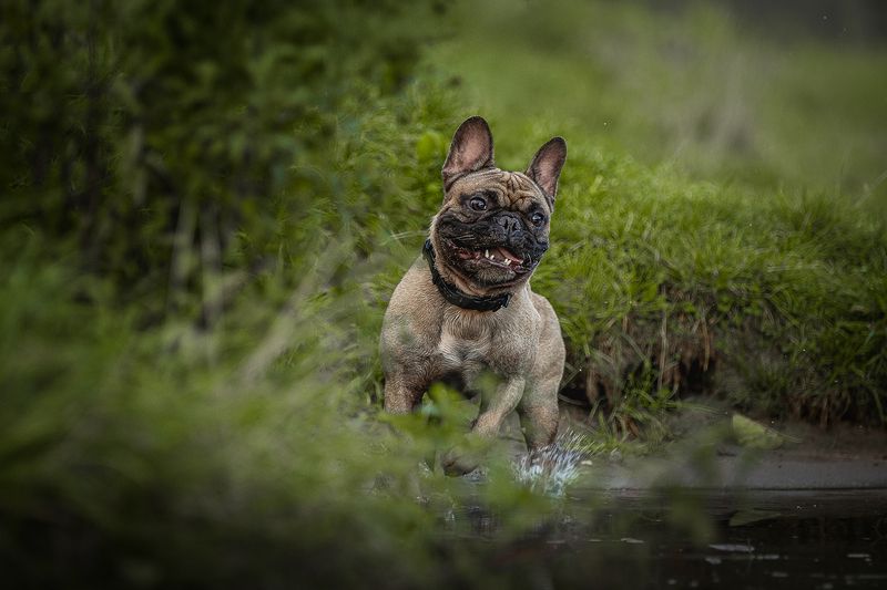 Нильс фото превью